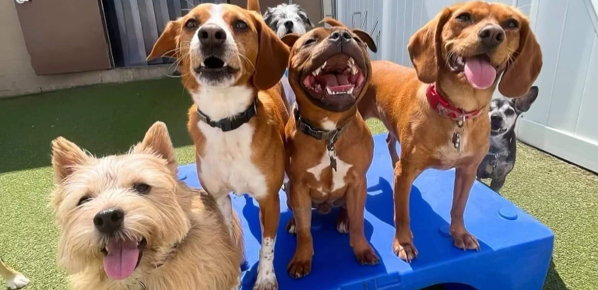 Doggy Daycare