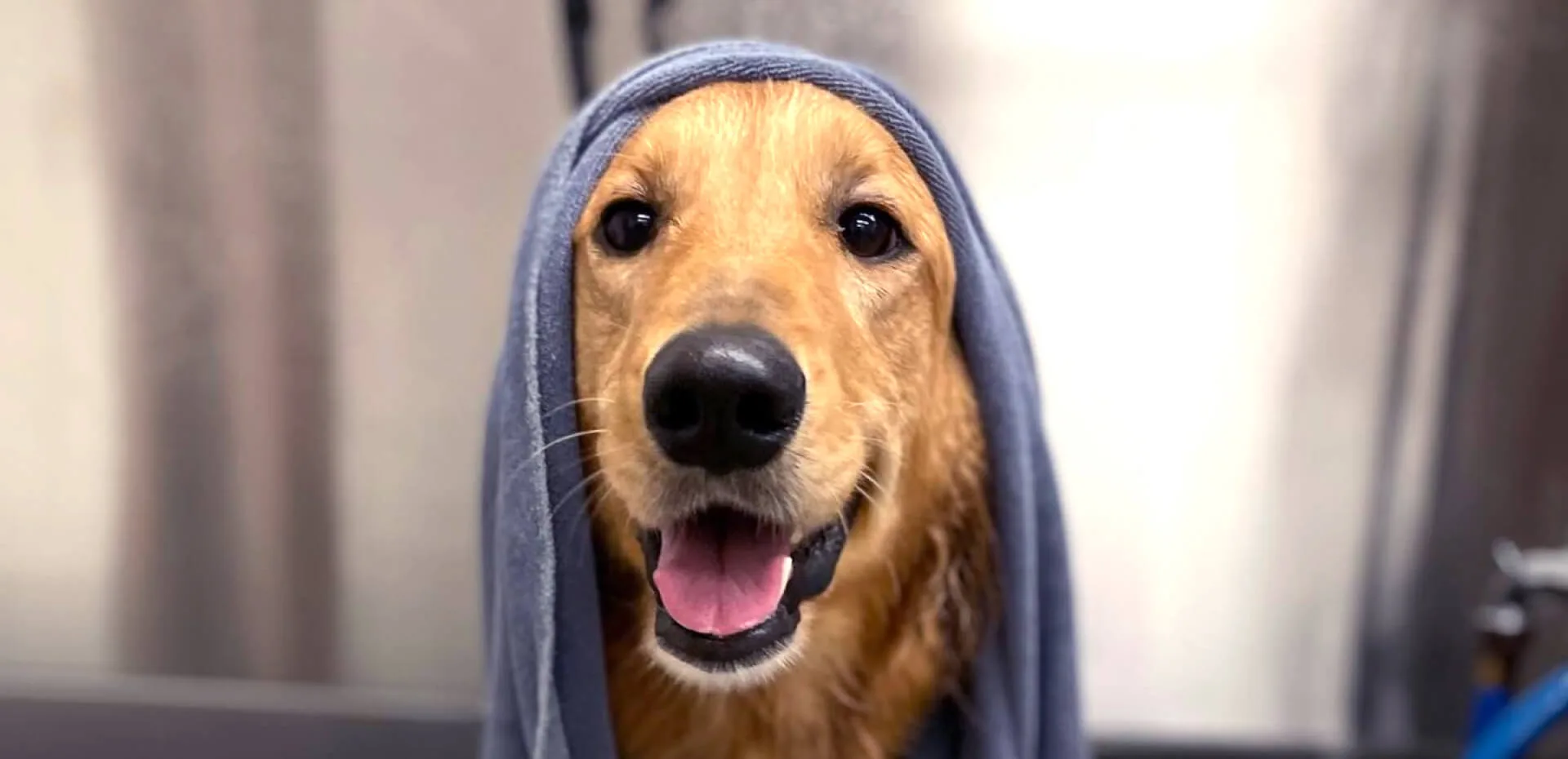 Dog Grooming